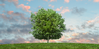 Zero-Waste Living: Practical Tips to Reduce Household Trash 